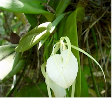 brassavola orchid brassavola orchid