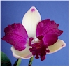 cattleya orchid