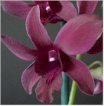 dendrobium orchid