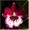 miltonia orchid
