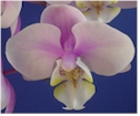 phalaenopsis orchid