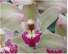 cool growing cymbidium