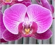 warm growing phalaenopsis